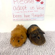 Small Furries/Other: Chorizo and Salami