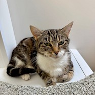Cats: Lucy
