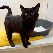 Cats: Donnie