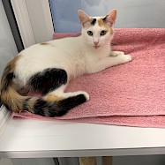 Cats: Billie Jean