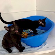 Cats: Ravioli and Rigatoni