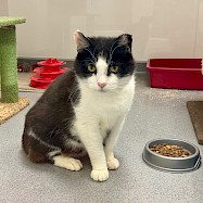 Cats: Macaroni