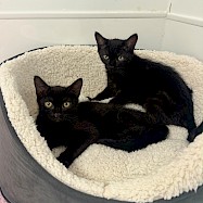 Cats: Linda and Carolina