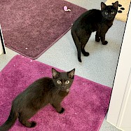 Cats: Bonnie and Tyler