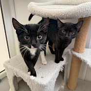 Cats: Velma and Shaggy
