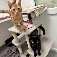 Cats: Scott and Kip