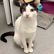 Cats: Latoya