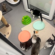 Cats: Ice Lolly Kittens