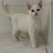 Cats: Dumpling and Sweet N'Sour