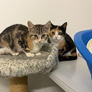 Cats: Lychee and Co
