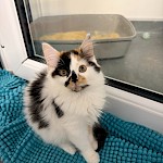 APPEAL FOR KITTEN FOOD - CAN YOU HELP?