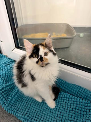 APPEAL FOR KITTEN FOOD - CAN YOU HELP?