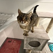 Cats: Stirfry