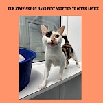 Why adopt a new feline friend from us here at Hollingworth Lake Centre?