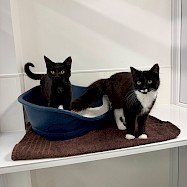 Cats: Allie and Garrett
