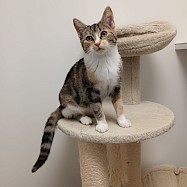 Cats: Lychee