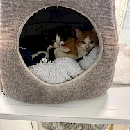 Cats: Logan and Tucker