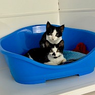 Cats: Hannah and Dean
