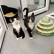 Cats: Brutus and Popeye