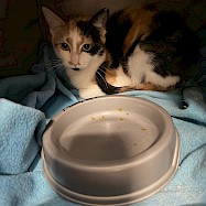 Cats: Jenny
